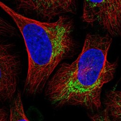 UBE3C Antibody, Novus Biologicals:Antibodies:Primary Antibodies